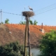 Storks in Slavonija